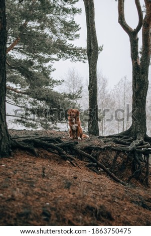 Vertical portrait of brown nova scotia duck tolling retriever. Dog sitting in the foggy forest on the roots of trees. Selective focus on puppy. Domestic animals concept. Calm mood.