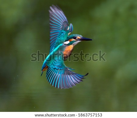 The common kingfisher (Alcedo atthis) also known as the Eurasian kingfisher in natural habitat Royalty-Free Stock Photo #1863757153