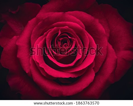 Red rose flower,close-up with selective focus and dark blurred background. Low key beautiful blooming rose picture for decoration. Single lush rose head, crimson mysterious flower top view     