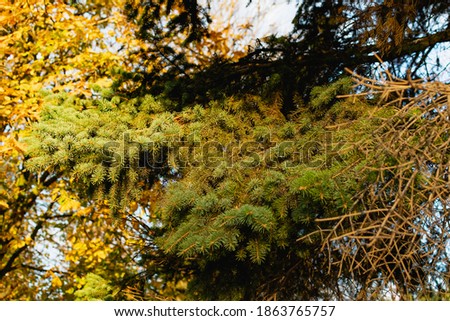 Branches of a green Christmas tree with small green needles in the light of a yellow sunset. Natural and natural background, elements and details of coniferous wood close-up