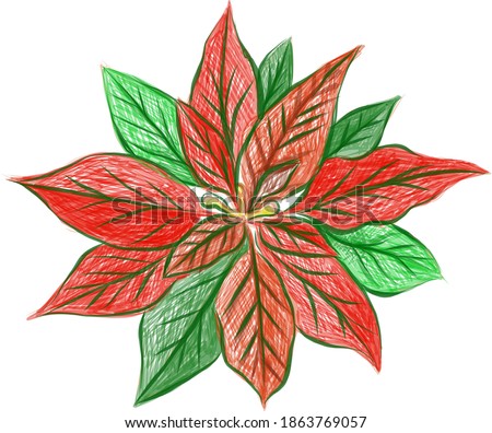 Illustration Hand Drawn Sketch of Christmas Poinsettia or Euphorbia Pulcherrima Plant Sign for Christmas Celebration Isolated on White Background.
