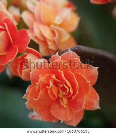 Kalanchoe Flower. Flower heads on kalanchoe blossom in bright oranges, pinks, yellow, red, and white on a compact, upright plant about 6-12 inches tall. The flowers last several months, and the green 