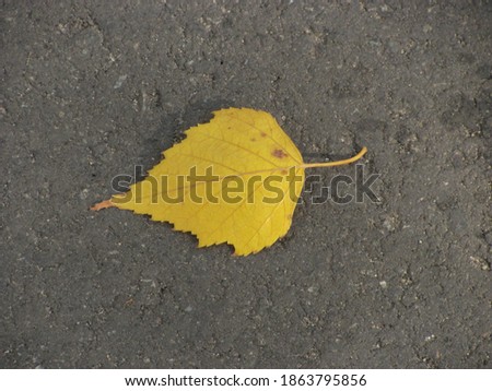 single yellow autumn leaf on the ground