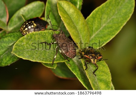 Macro photograph of a brown Marmorated stink bug (Halyomorpha halys) nymph with 2 Southern green shield bug nymphs, standing on a Piracanhta leaf. Royalty-Free Stock Photo #1863796498