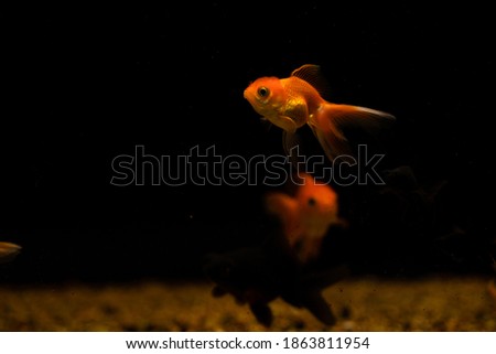 goldfish isolated on black background. Beautiful aquarium fish