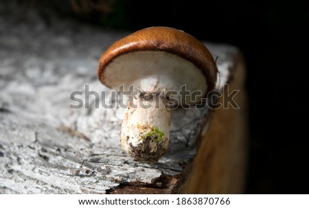 Small autumn mushroom on a wooden background. Natural light, nature, beautiful picture.