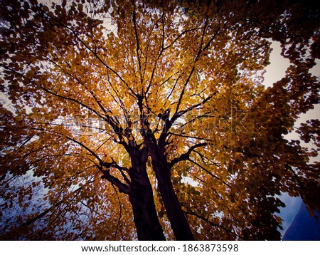 A picture of a tree on fall season..
