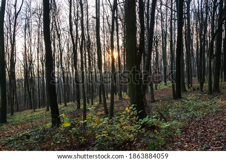 The setting sun in the woods among the trees.