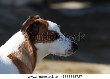 Jack Russell Terrier Dog Enjoying the Winter Sun