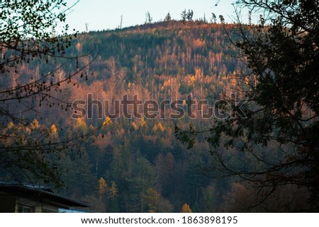 Colorful forest of autumn in germany