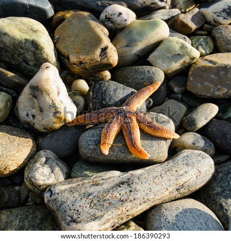 Starfish on beach wet pebbles 