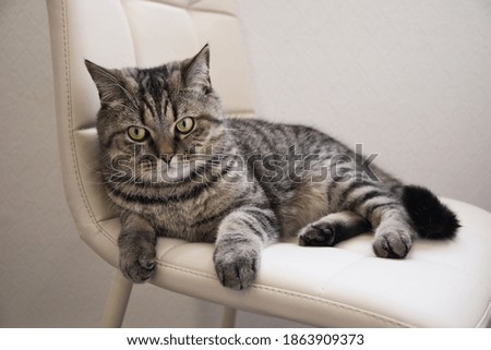 The domestic tabby grey cat lying on a soft chair. Indoor cat resting.