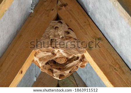 hornet nest under a wooden roof Royalty-Free Stock Photo #1863911512