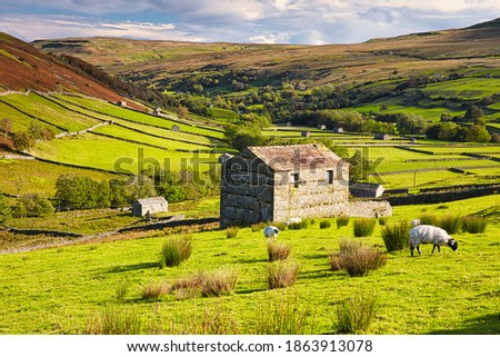 Grazing Sheep and Hay Barns, Swaledale in Autumn, Yorkshire Dales, England, UK. Royalty-Free Stock Photo #1863913078