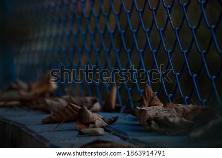 A few brown leaves stand in front of a blue fence. a few brown leaves are lying on the ground. an aesthetic blue fence