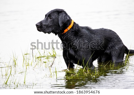 Black lab hunting dog standing in marsh water.   Royalty-Free Stock Photo #1863954676
