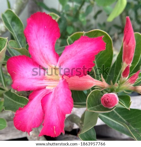 Desert rose flower bloomed in the morning 16, Adenium