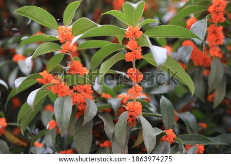 Osmanthus trees bloom on the osmanthus, is a beautiful flowers.