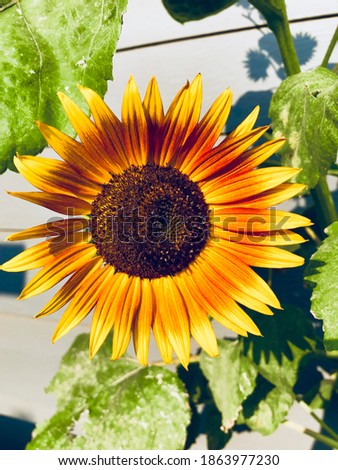 sunburst sunflower home grown happy