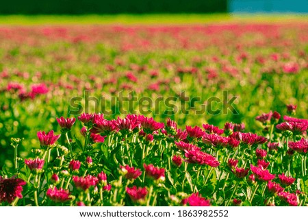 Pink chrysanthemum garden. The chrysanthemum is blooming brightly. Because it is grown by natural sunlight. Beautiful flower business. Spring.