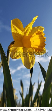 Close up pictures of daffodil flowers