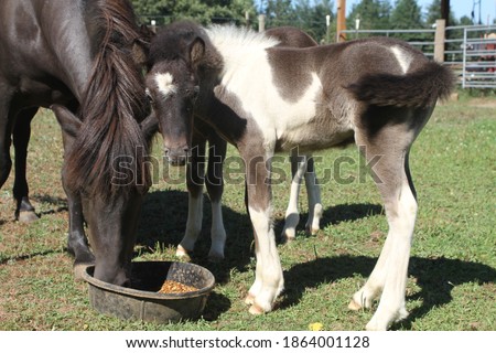 Adorable picture of a mare and its baby horse sharing food in the field