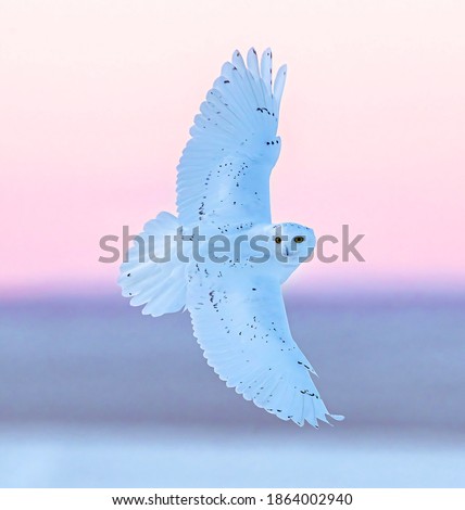 Snowy Owl foraging in the snow and ice