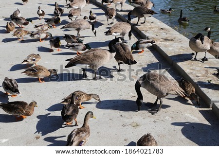 A Lot of Ducks and Geese near a Pond