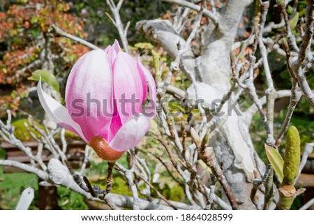 Magnolia pink flower on tree