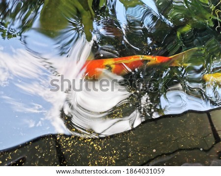 Colorful Japanese carp (Nishikigoi) swimming in the pond is a picture of raising koi in a fancy fish pond. To create a bright and vibrant environment.