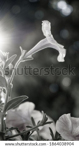 photo of artistic flower black and white on the garden