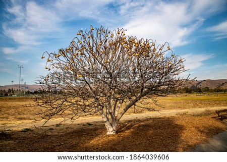 Tree with No Leaves in a Field