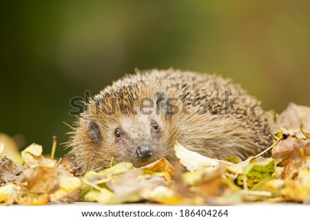 Southern white-breasted hedgehog