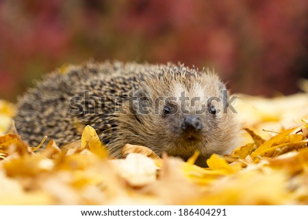 Southern white-breasted hedgehog