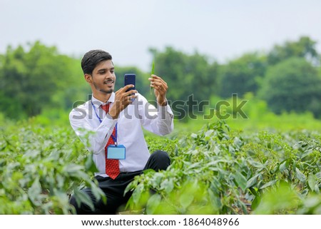 Agronomist taking photo in smart phone at green chilly field