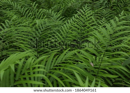 The perfect natural fern pattern Beautiful background made with light green fern leaves.