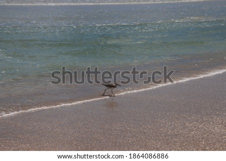 Sandpiper bird on the beach.