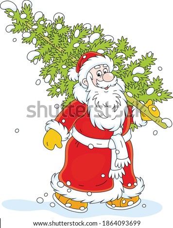 Santa Claus carrying a prickly green fir tree from a snowy winter forest to decorate it for Christmas and New Year, vector cartoon illustration isolated on a white background