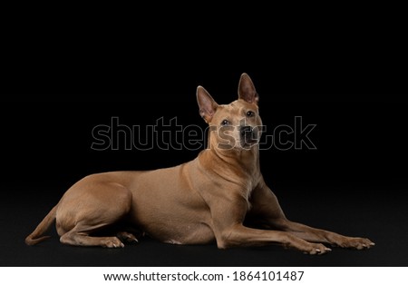 nice dog on a black background. red Thai ridgeback in studio