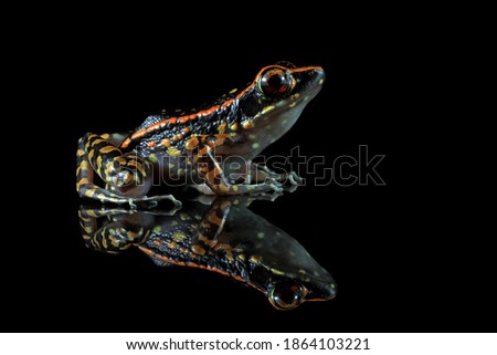 Hylarana picturata frog closeup on reflection with black background, Indonesian tree frog