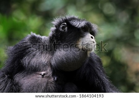 Singe gibbon siamang calling, primates closeup, animal closeup