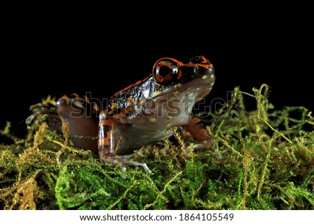 Hylarana picturata frog closeup on moss with black background, Indonesian tree frog