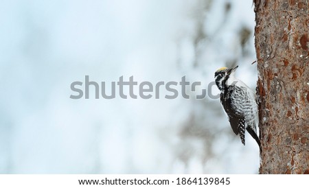 Three-toed Woodpecker bird on a tree in Oulanka National Park, Finland