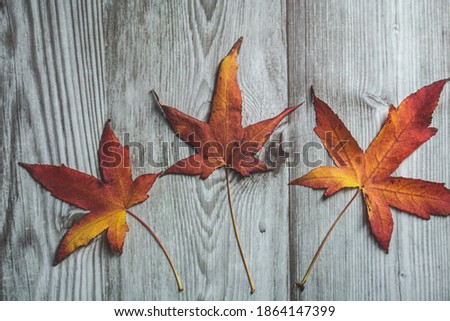 Red and yellow autumn leaves plant on a striped wooden background
