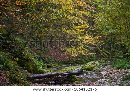 Vibrant landscape of a river slowly flowing through a colorful forest in the mid autumn