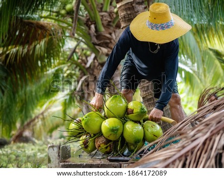 Agriculture harvesting of perfume coconut by using floating in water . perfume coconut Ban Phaeo the "Best Coconut" in Thailand  Royalty-Free Stock Photo #1864172089