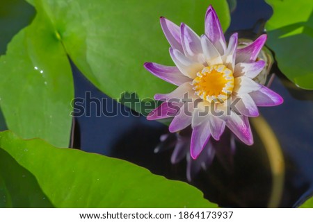 Top view Lotus Flower and Leaf Water Plant a Pond