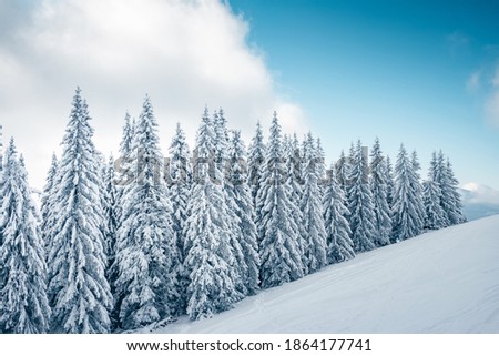 Incredible winter landscape with snowy spruces on a frosty day. Location place Carpathian mountains, Ukraine, Europe. Christmas holiday concept. Photo wallpapers. Happy New Year! Beauty of earth.