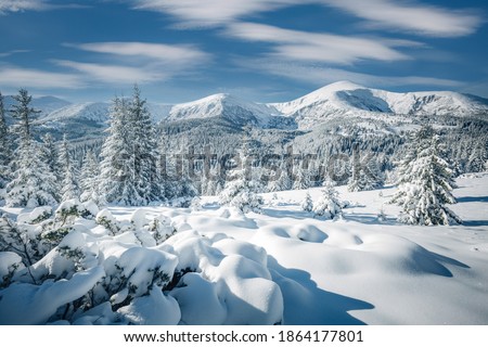 White winter spruces in snow on a frosty day. Location place Carpathian mountains, Ukraine, Europe. Vibrant photo wallpapers. Christmas holiday concept. Happy New Year! Discover the beauty of earth.