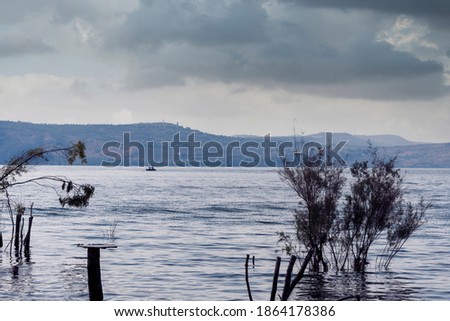 Trees and tree trunks sunk inside the Sea of Galilee. High quality photo